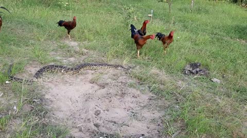 Chickens fighting back to a snake
