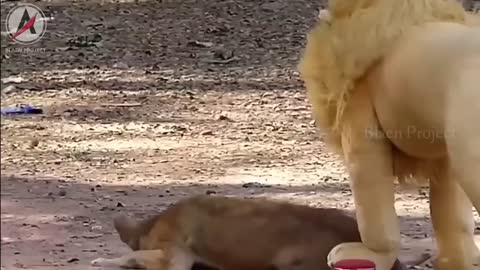 This Dog's Reaction When Surprised Using Tiger And Lion Dolls