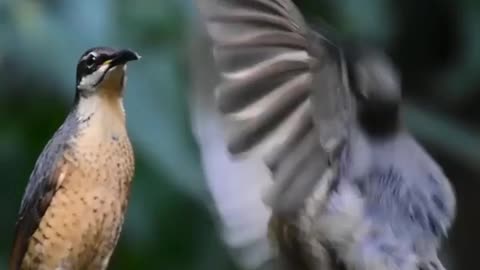 This juvenile male Victoria rifle bird failed to impress this female whil 💚