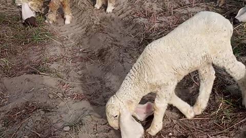 Sheep beby vedio, sheep viral video, funny sheep beby