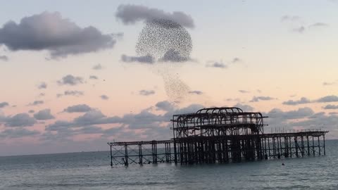 Birds Starlings Flock Flock Of Birds Nature Animal