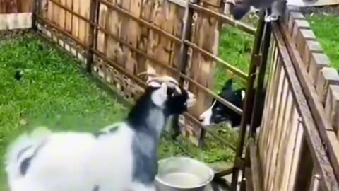 Funny Goats