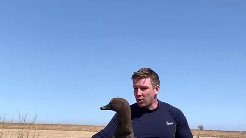 Fake Drone Duck Leader for Hunting