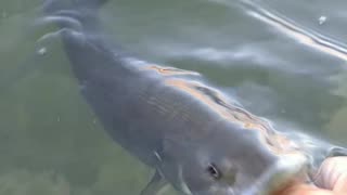 Release Of A Beautiful Little Chunky Small Mouth Bass