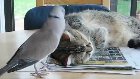 bird with cat