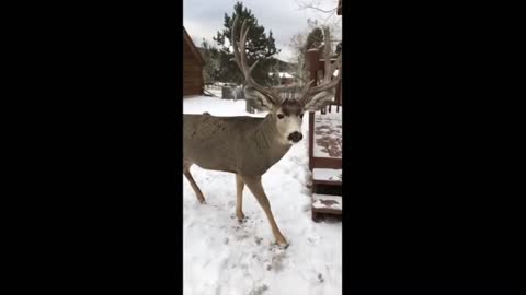 Deer Meets Guy at the Door