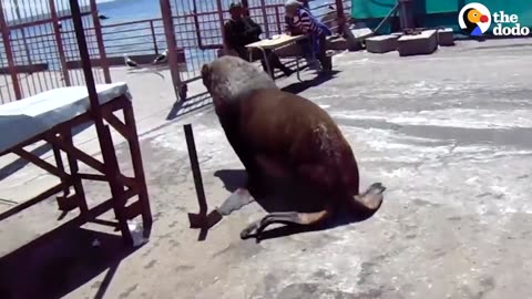 Sea Lion Dives Like A Person Into The Ocean To See His Friends