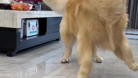 Dog playing funny puppy