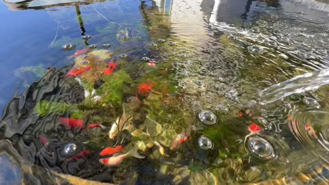 300 Gallon Backyard Patio Pond – Koi/goldfish – Summer 2022