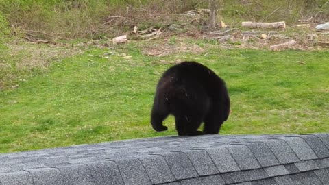 Bear Applies as Window Washer