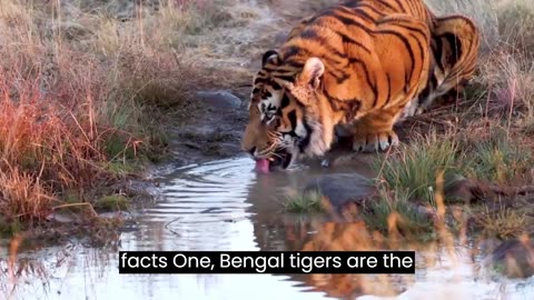 Bengal Tiger.10 Interesting Facts