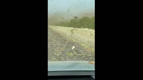 Massive swarms of locusts attack crops in Saudi Arabia