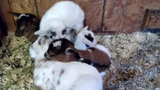 Nigerian Dwarf Goats For Sale in Minnesota / Disease Tested Clear Herd