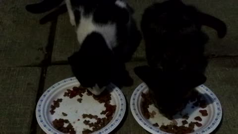 kittens with manners