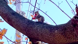 Local Squirrel Enjoying Some Halloween Candy