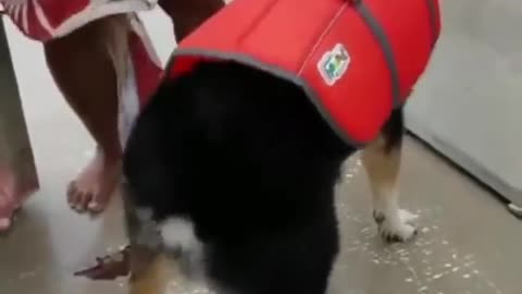 Funny Dog dancing on boat