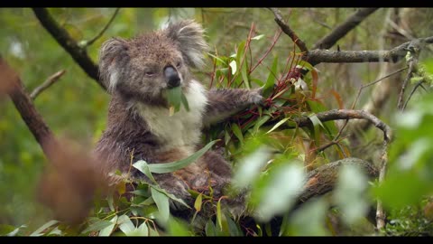 you should watch and save them | Cute and sleepy koala from Australia #australia #animal #wild