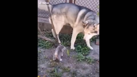 Funny videos animals