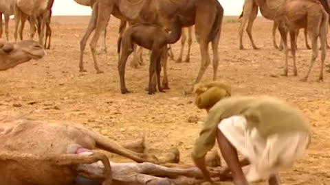 Camel birthing