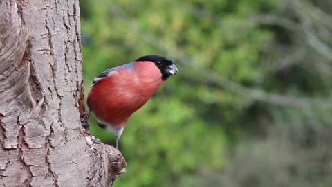 Bullfinch Male Bird Nature Red Finch Spring/