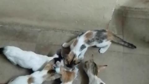 Mumma cat with kitten having milk