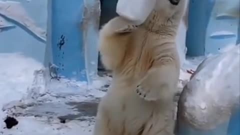 White Bear🐻 funny moment enjoy it