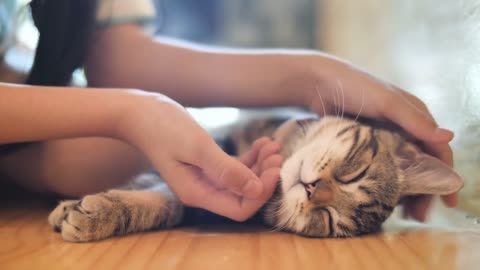 4K Close up hands of the girl girl plays with sleeping cute tabby cat