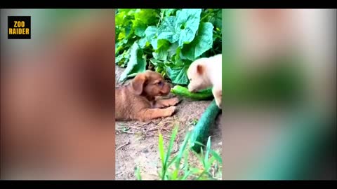 Funny puppies shamelessly steals cucumber from their owner garden