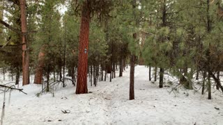 Pining for Pines – Bandit Springs Sno-Park – Central Oregon – 4K