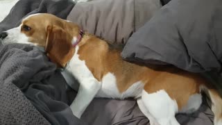 Cute beagle doesn't want to get out of bed 1