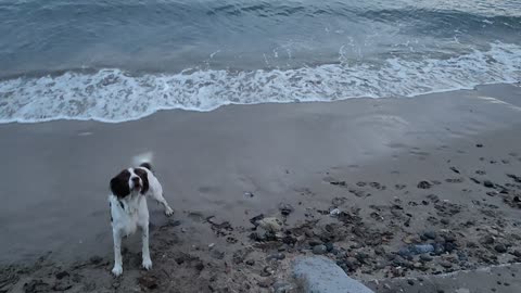 English Springer Spaniels at the beach