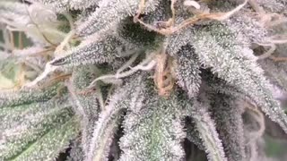 Frosty buds