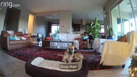 When Mercy the Dog Is Busted Chewing on a Picture, Her Cat Accomplices Cover Up for Her | RingTV