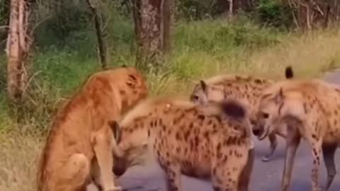 FOUR HYENAS ATTACKING INJURED LION 🦁