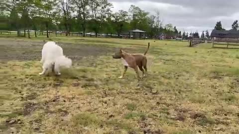 Pitbull Vs. German Shepherd!! DOG PARK