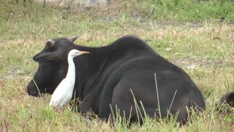 You like fries? Egrets like flies!