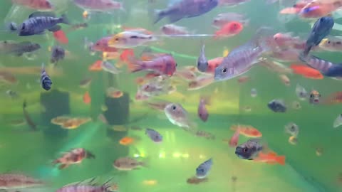 Relaxing Fish Video for your Cats