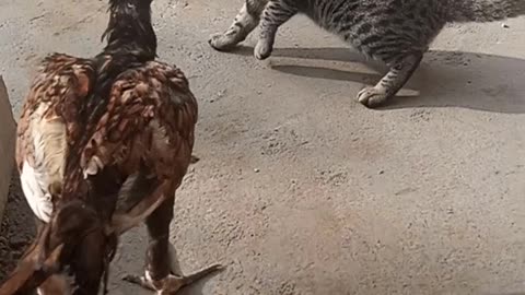 Cat and hen fighiting waoo so funny fight