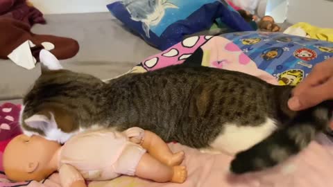 Cute cats sleeping with Baby doll#01