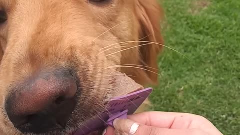 Mi perro se come su rico helado