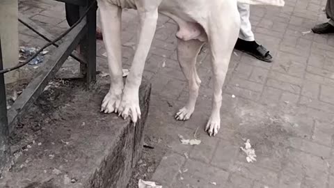 Gultair Dog Video By Kingdom Of Awais