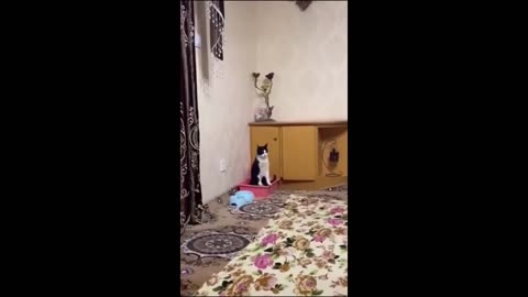 Funny animal videos 2023