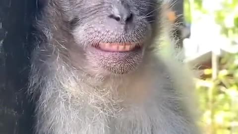 Crazy monkey 🐵#monkey #funnymonkey #funny #animals #monkeysoftiktok #funnyvideos #fyp #fypシ #omg #goviral #😂