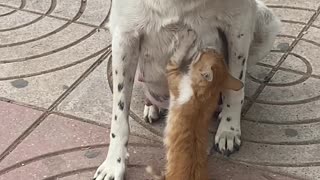 Mama Dog Feeds Hungry Kitty in the Street