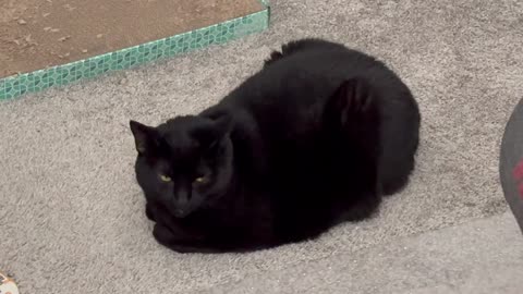 Adopting a Cat from a Shelter Vlog - Cute Precious Piper is Mama's Sweet Little Loaf