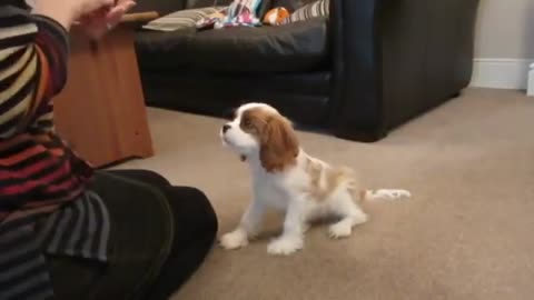 Redford our Cavalier puppy trick training at 16 weeks old