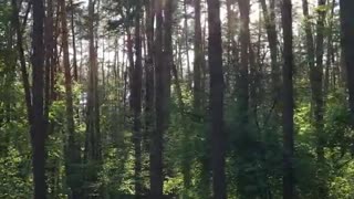 Aerial View Of Forest - Magical Forest - Drone Aerial View - No Copyright Videos