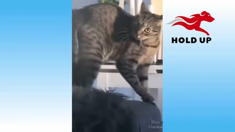 Funny pet my clever cat video 12