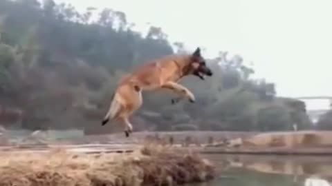 Dog High Jump training my academy