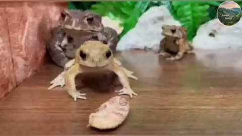 Big Toads v/s Small Toads